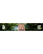 Hygiène et Soins du Chat