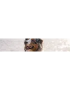 Traitement pour votre chien: Soin des yeux et des oreilles de votre chien