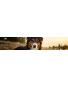 Traitement pour votre chien: Beauté du poil, blessure, cicatrisation