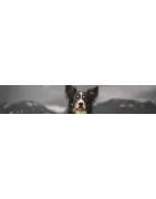 Traitement pour votre chien: Puce, tique et autres parasites