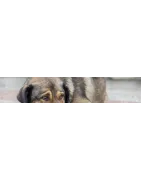 Compléments naturels pour votre chien: foie, transit, digestion ou obésité