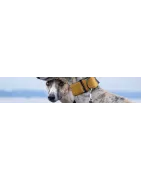 Compléments naturels pour votre chien: stress, angoisse ou nervosité