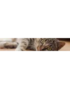 Traitement pour votre chat : Soins des yeux et des oreilles