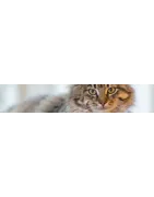 Traitement pour votre chat : Tartre et hygiène bucco-dentaire