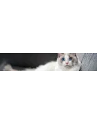 Traitement pour votre chat : Peau, pelage, coussinets