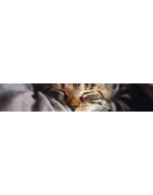 Traitement pour votre chat : Hygiène intestinale, vers, parasites