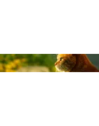 Compléments naturels pour votre chat: Hyperglycémie ou confort urinaire