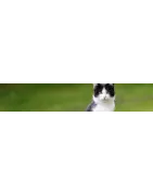 Compléments naturels pour votre chat: Vieillesse ou baisse de forme